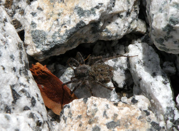 Mamma ragna (Hogna radiata e Pardosa sp. con piccoli)